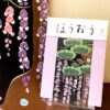 手ぬぐい「歌舞伎舞台・藤娘」